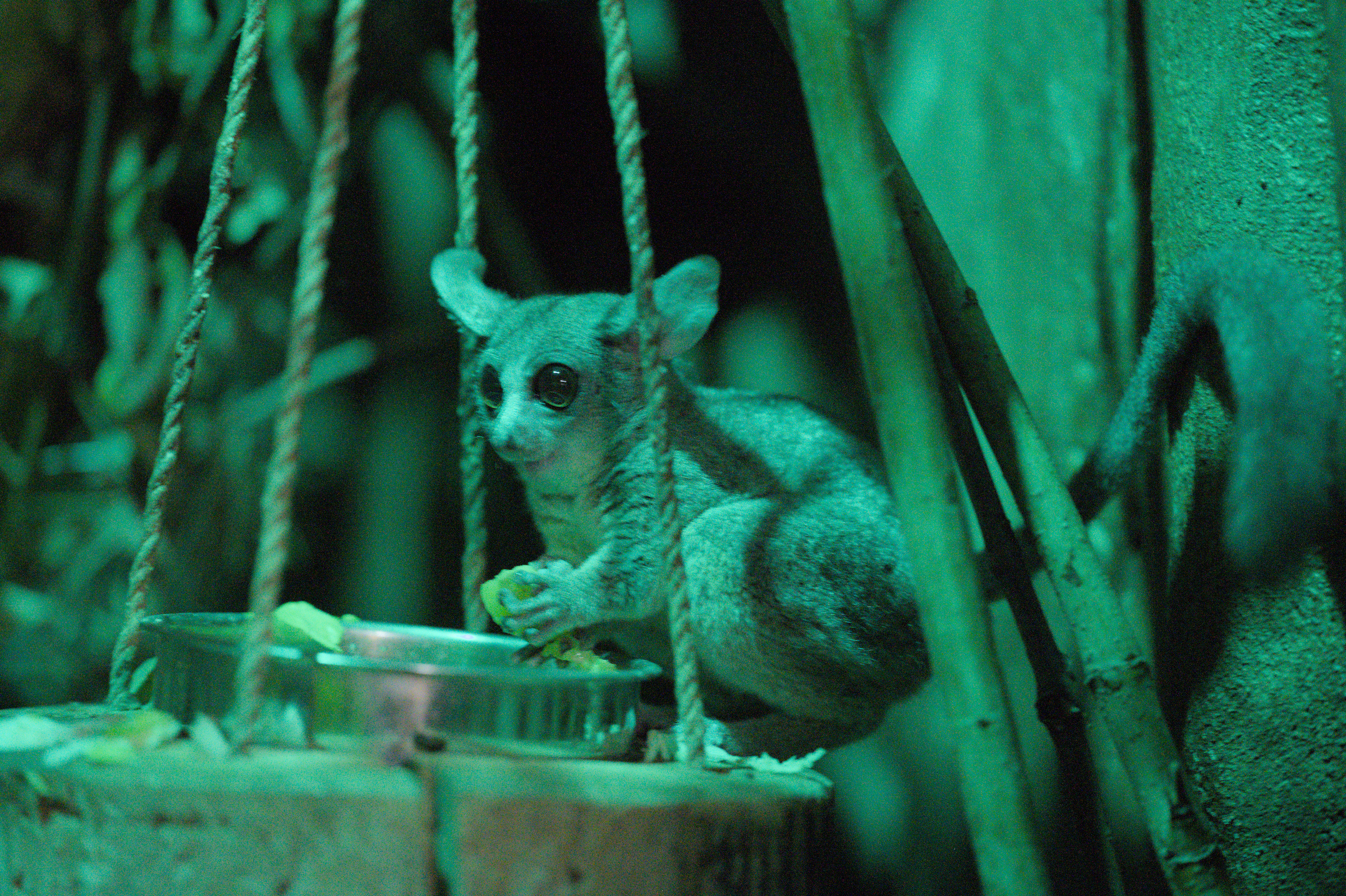 2025/10/12 - zoo/DSC_0296.jpg